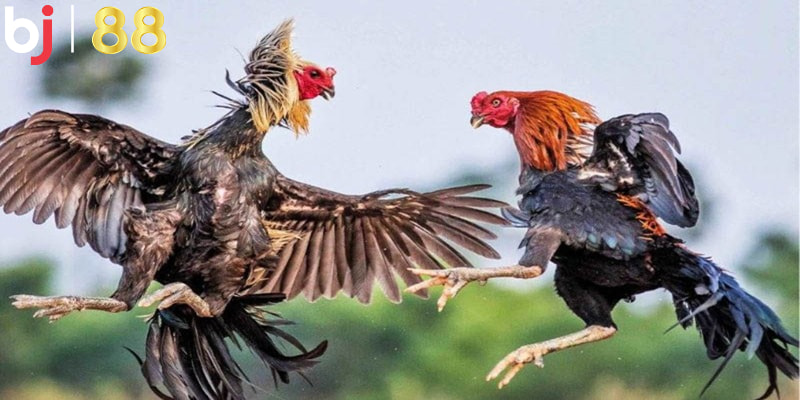 Thông Tin Tìm Hiểu Game Đá Gà Trên Mạng Thông Tin Tìm Hiểu Game Đá Gà Trên Mạng