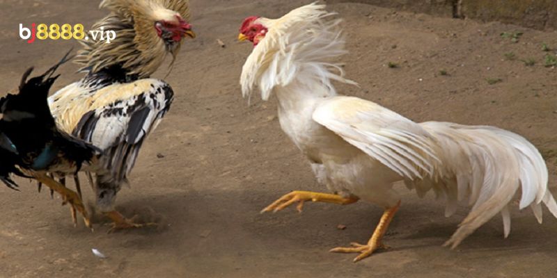 Đá Gà Bảo Sting: Giải Trí Đầy Kịch Tính Và Hấp Dẫn 1 Đá Gà Bảo Sting Độc Đáo, Thú Vị